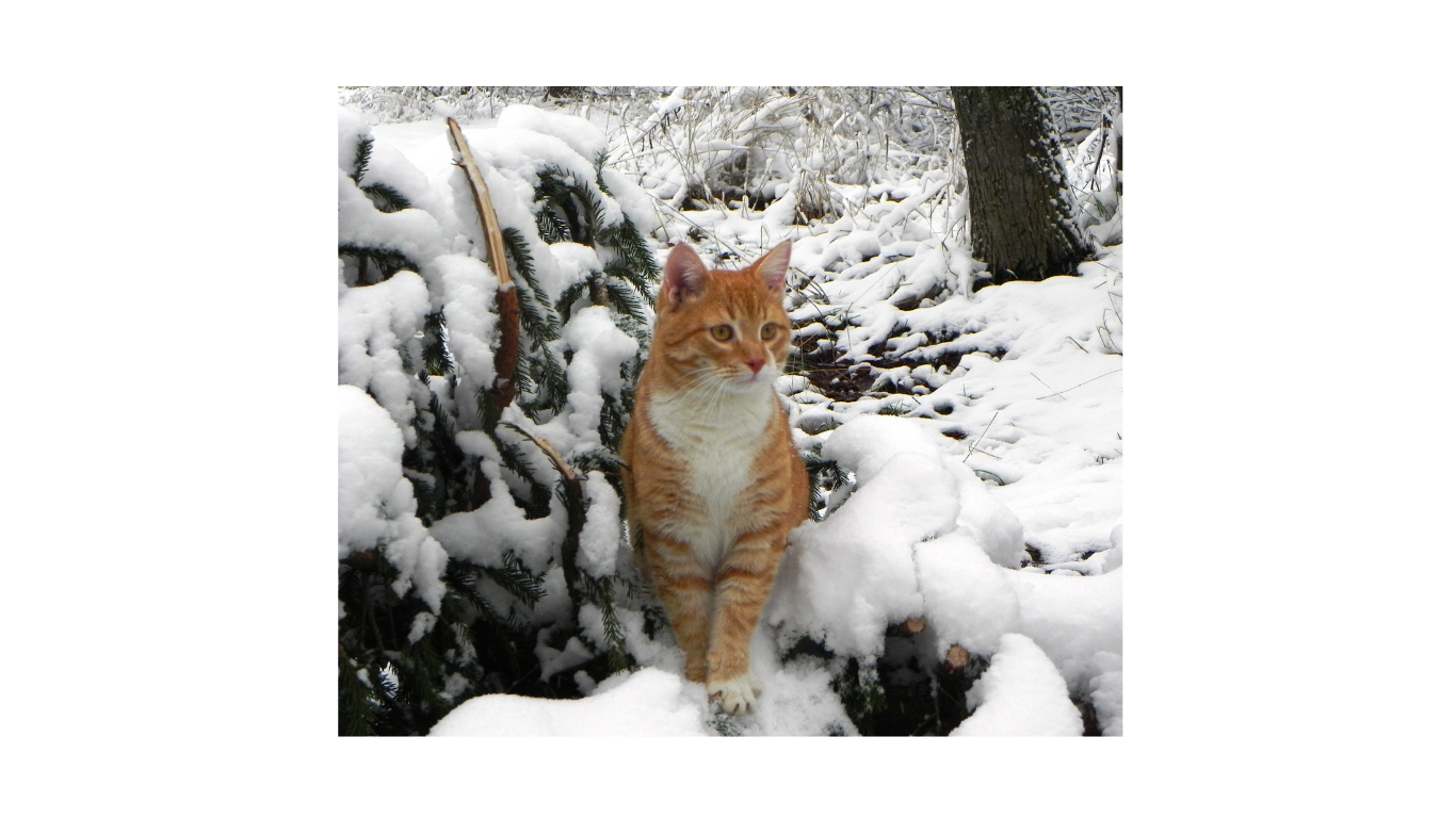 Aunt T's Pet Sitting and Pet Services | Michigan | 810-931-1062 Aunt T's Pet Sitting and Pet Services | Michigan | 810-931-1062 | pet sitting