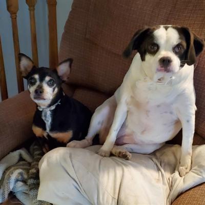 Aunt T's Pet Sitting and Pet Services | Michigan | 810-931-1062 | pet sitting