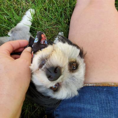 Aunt T's Pet Sitting and Pet Services | Michigan | 810-931-1062 | pet sitting